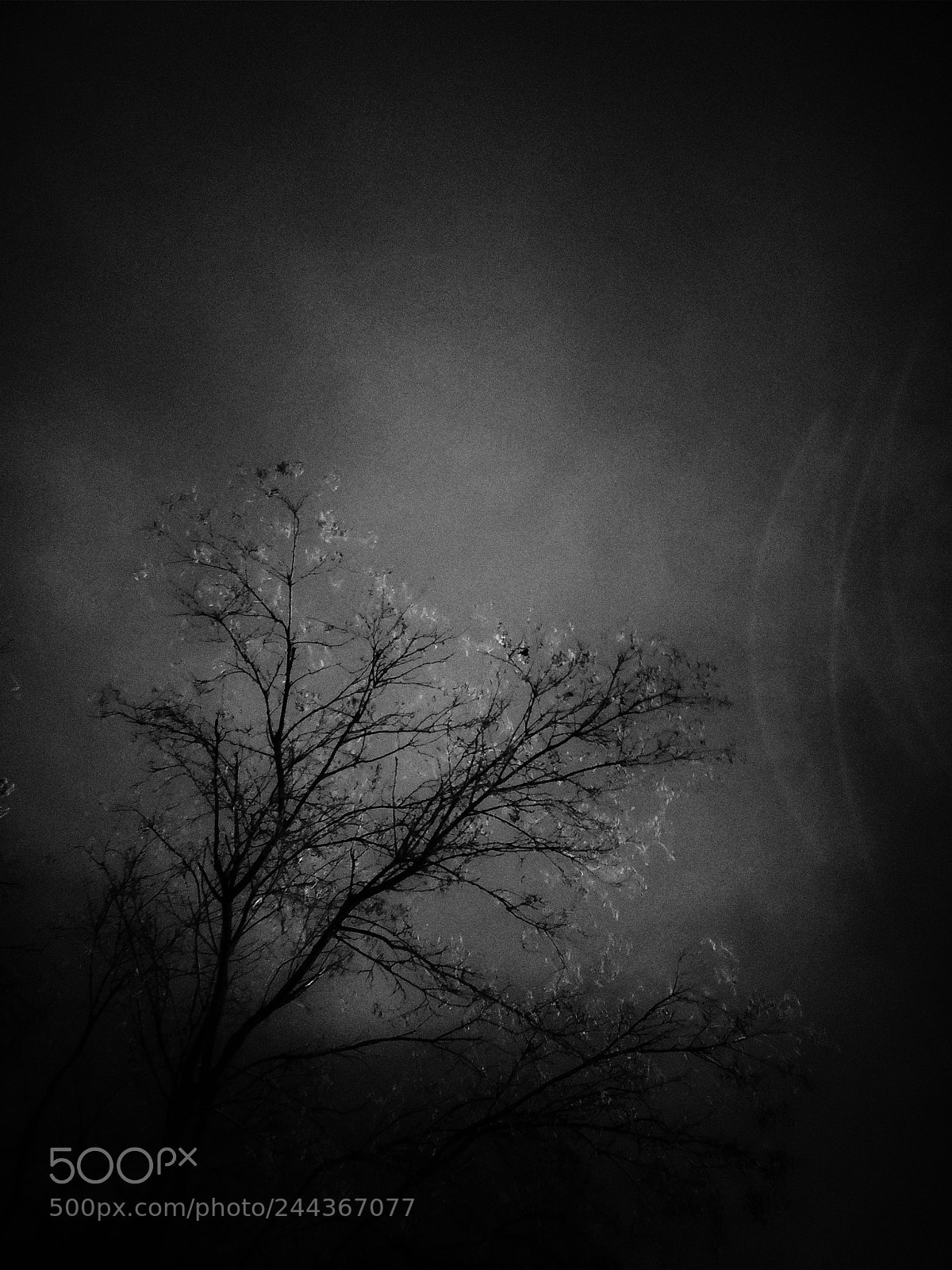 OnePlus 5 sample photo. Tree photography