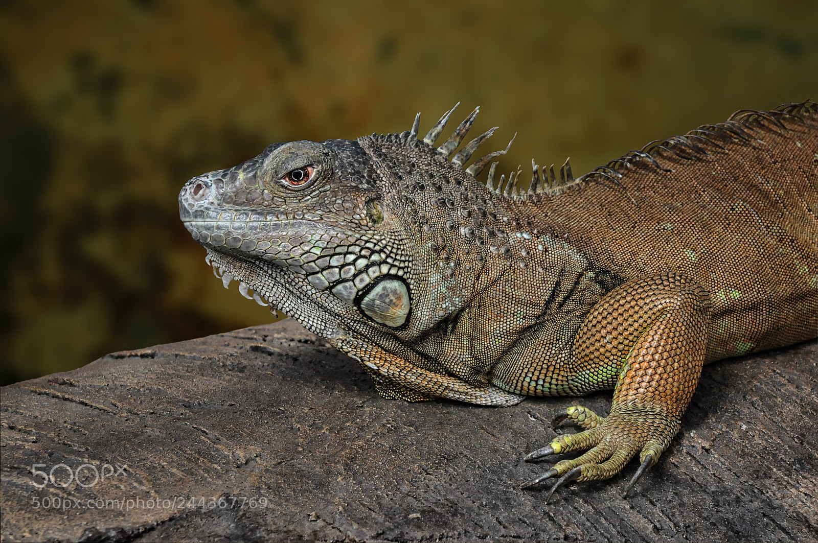 Nikon D300 sample photo. Leguan photography