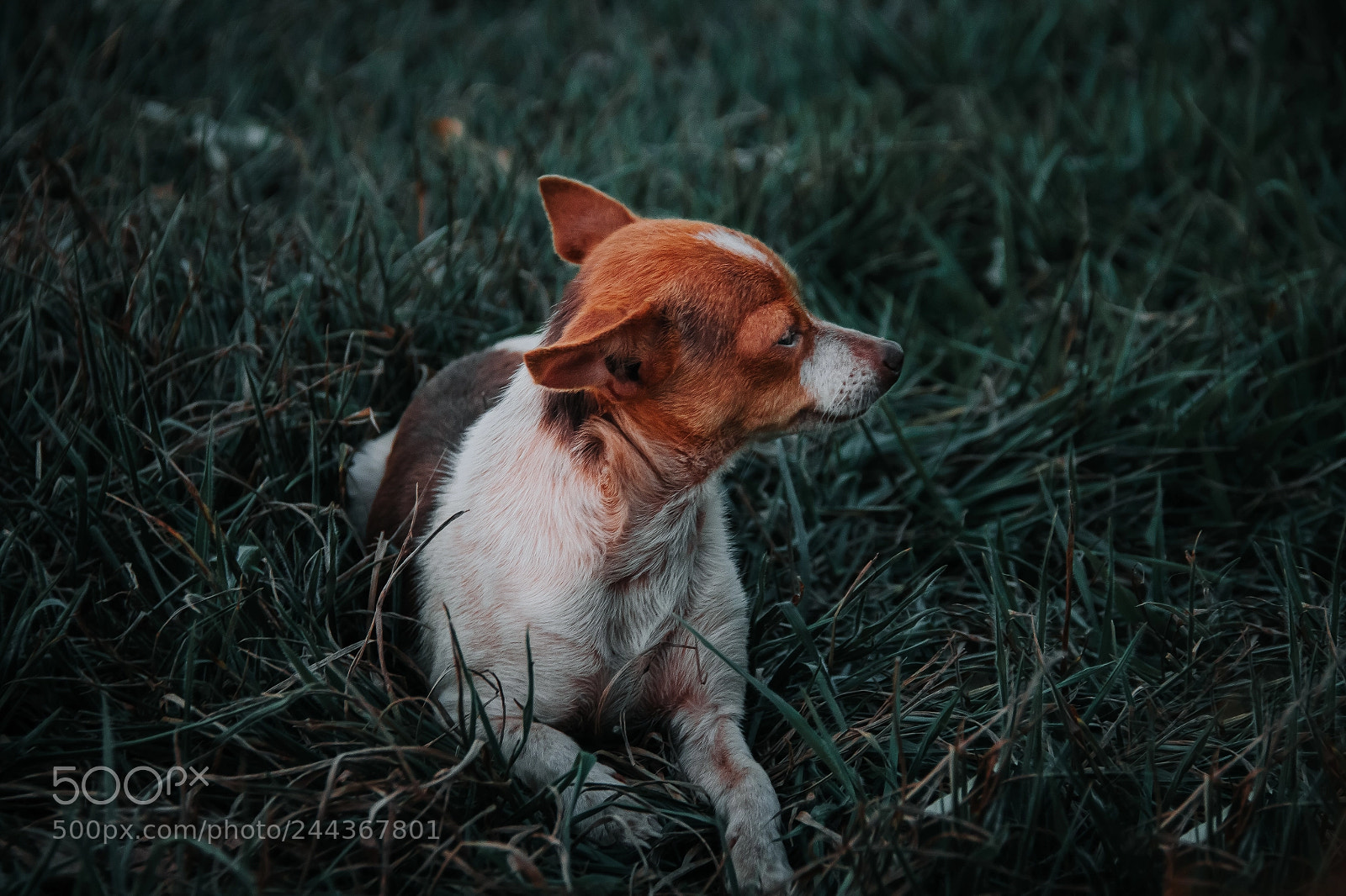 Canon EOS 600D (Rebel EOS T3i / EOS Kiss X5) sample photo. What you looking for? photography