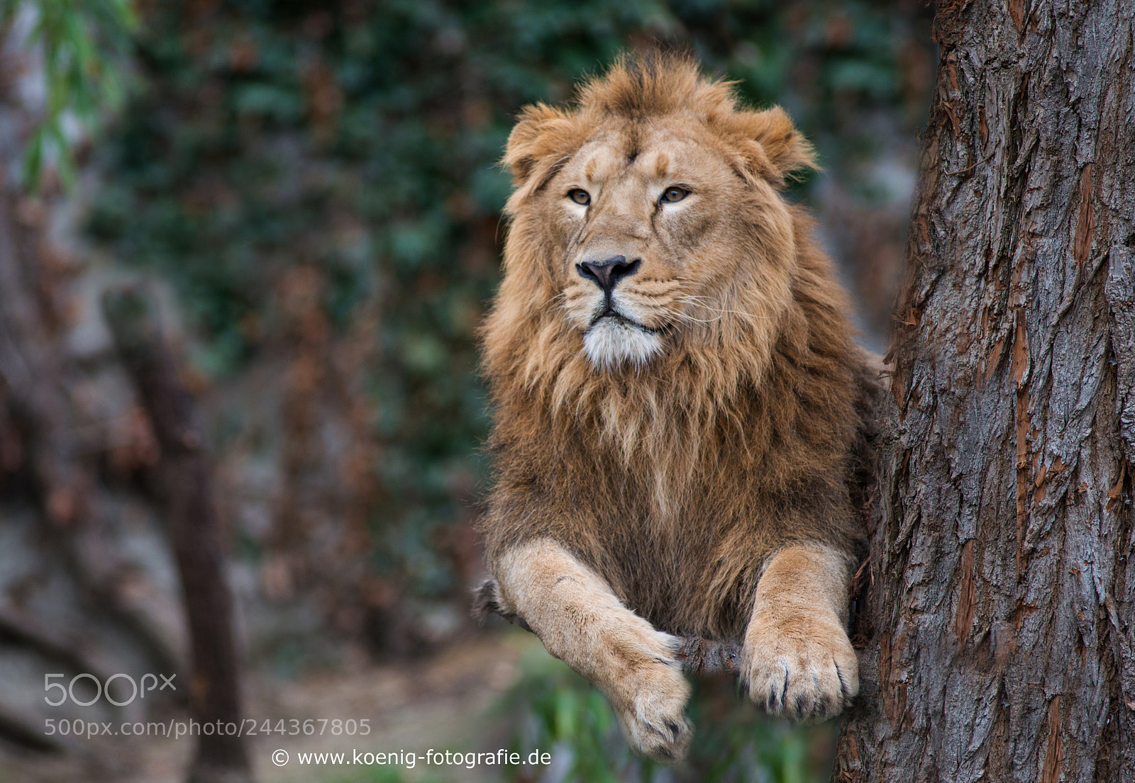 Nikon D800 sample photo. Lion on the tree photography