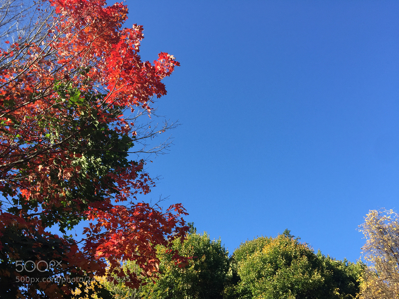 Apple iPhone 6 sample photo. Untitled photography