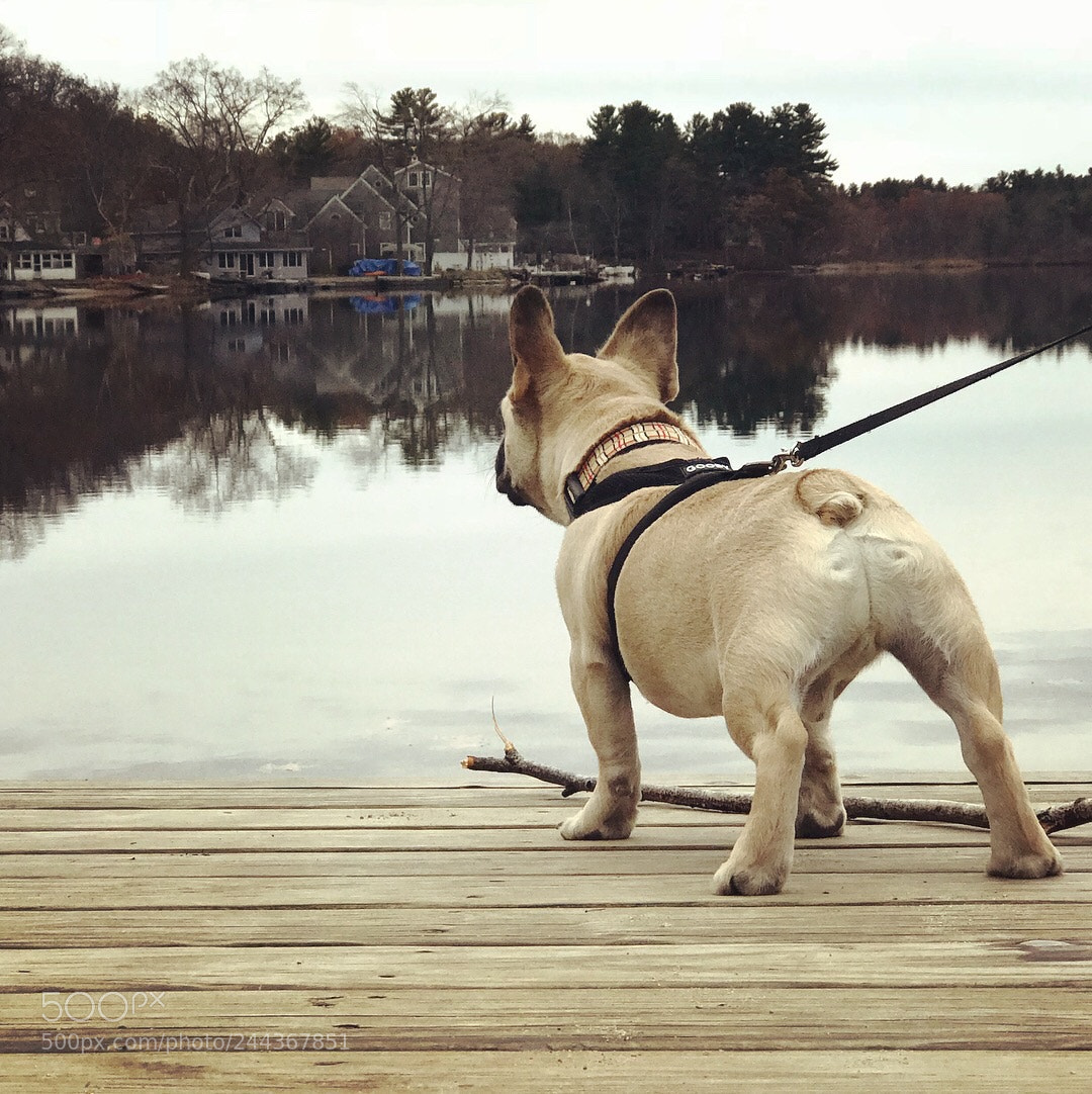 Apple iPhone 7 Plus sample photo. Untitled photography