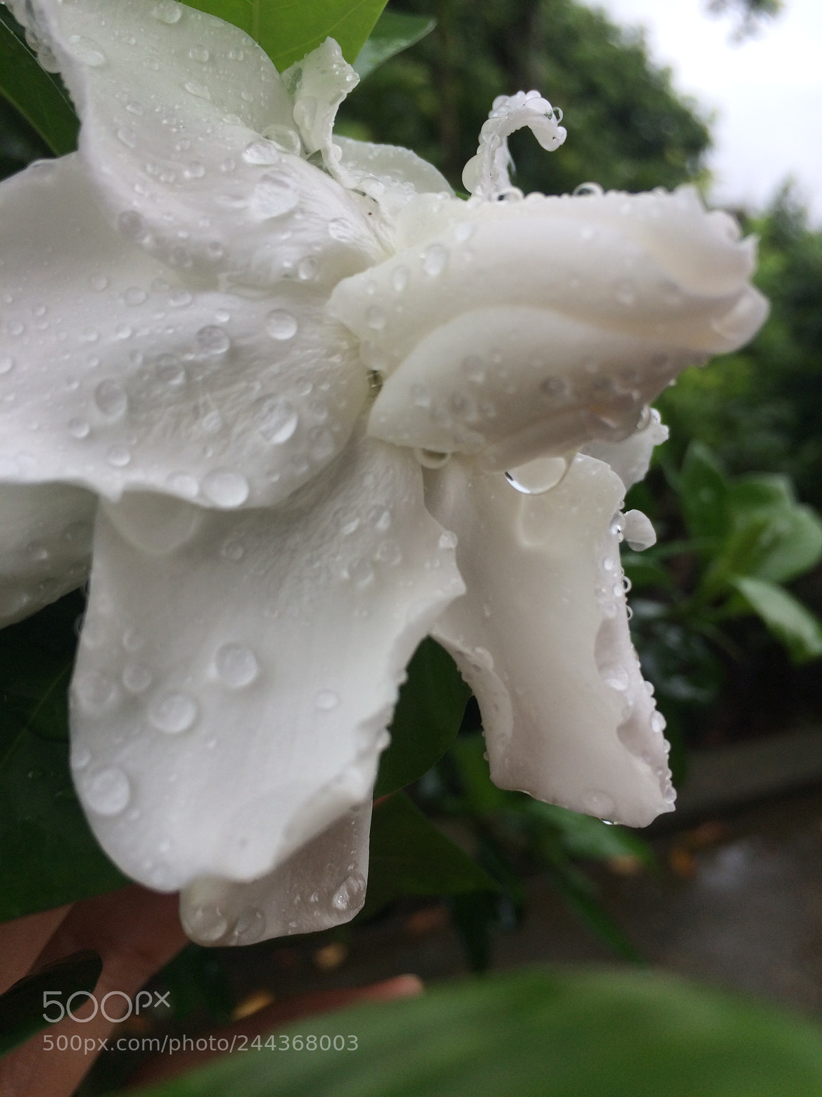 Apple iPhone 5s sample photo. Untitled photography