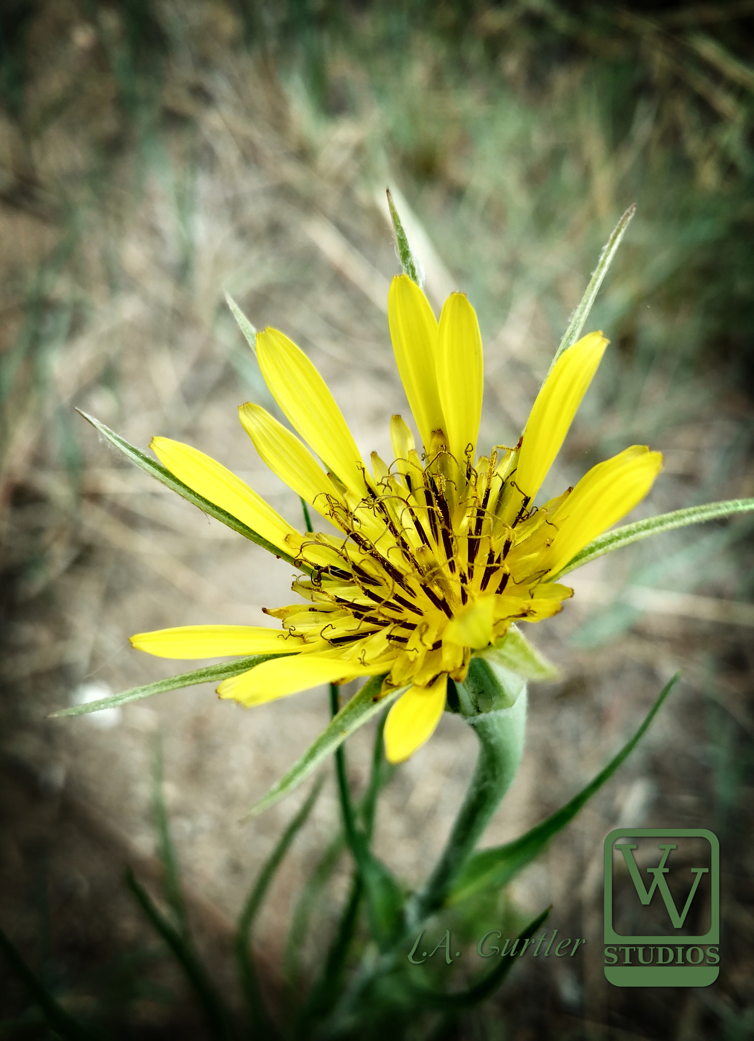 Motorola DROID Turbo 2 sample photo. Salsify photography