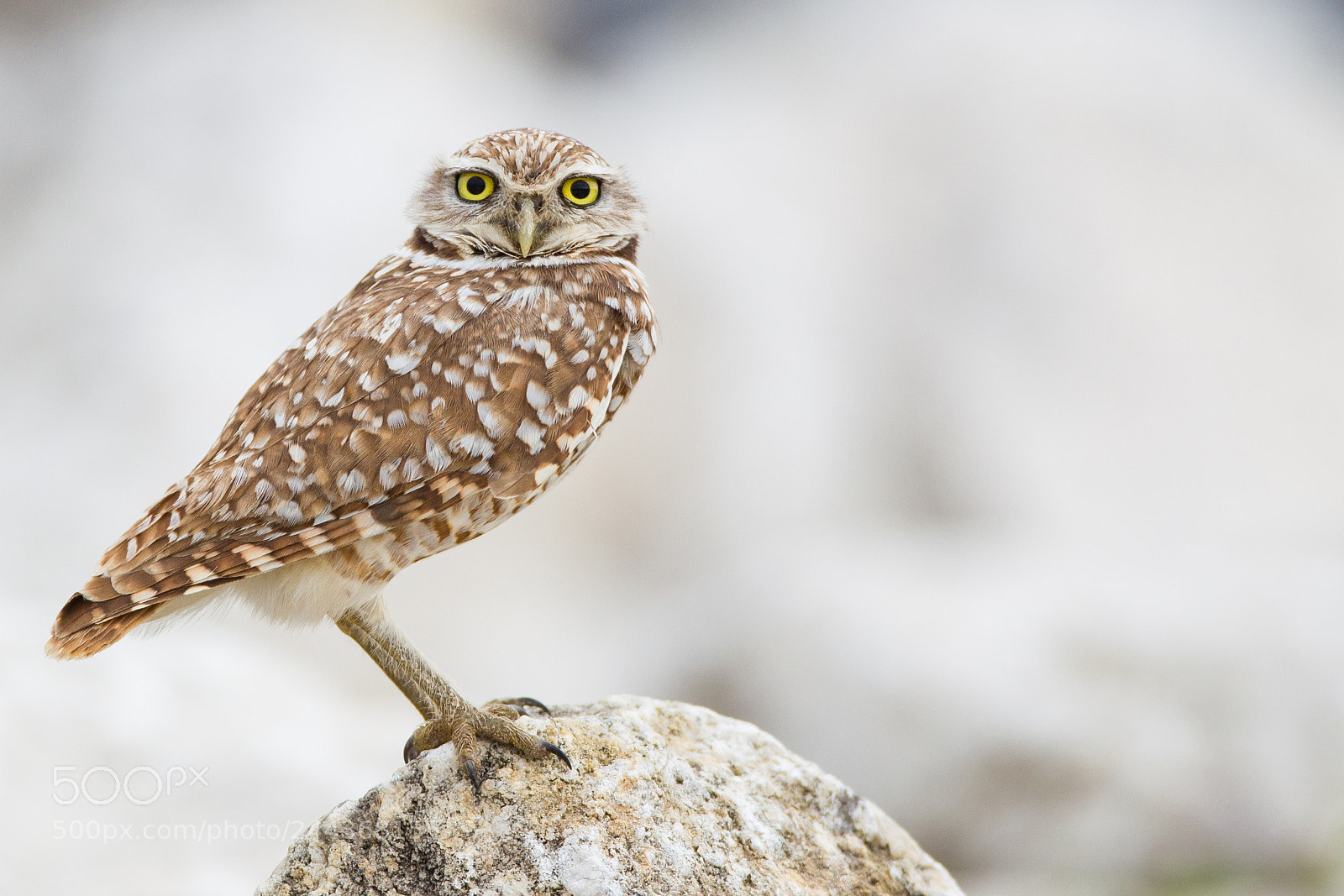 Canon EOS-1D Mark IV sample photo. Burrowing owl photography