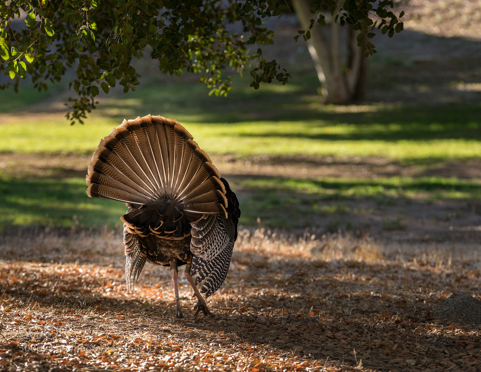 Sony a7R II sample photo. Rear view of wild photography