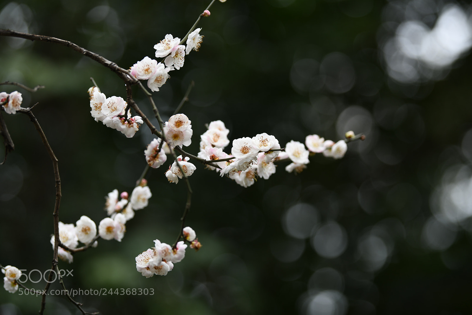 Nikon D850 sample photo. Season photography