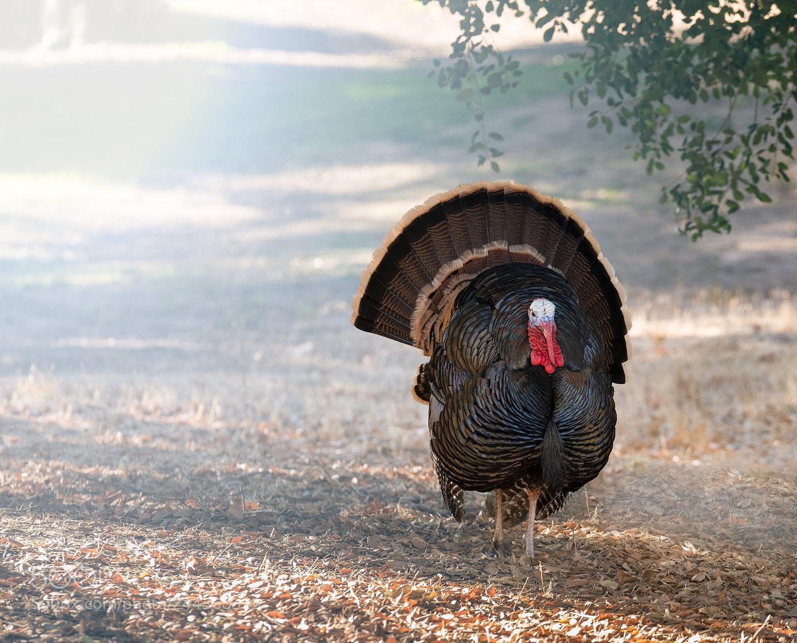 Sony a7R II sample photo. Wild turkeys strutting in photography