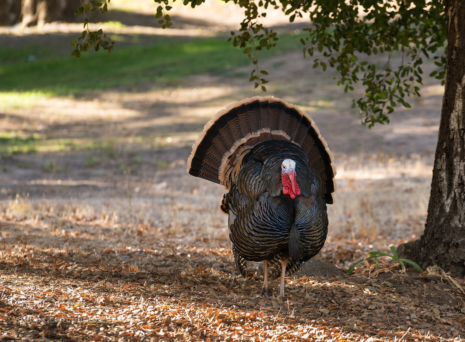 Sony a7R II sample photo. Wild turkeys strutting in photography