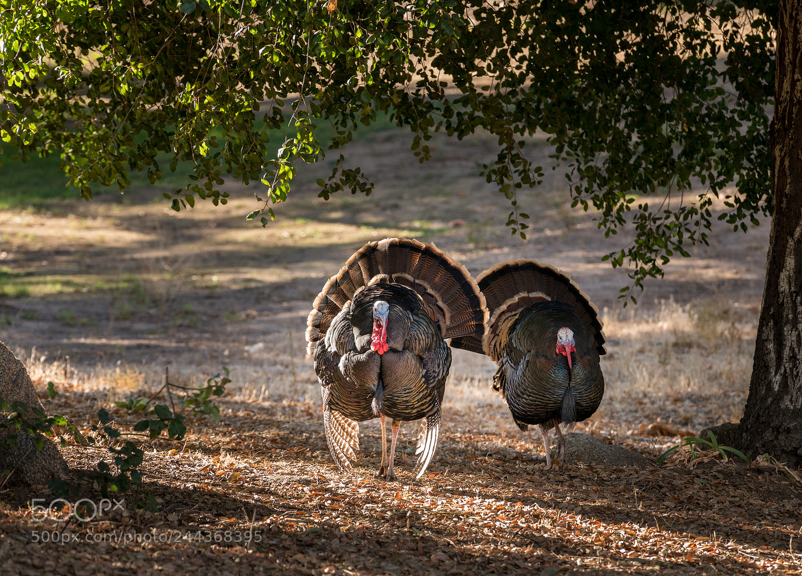 Sony a7R II sample photo. Wild turkeys strutting in photography