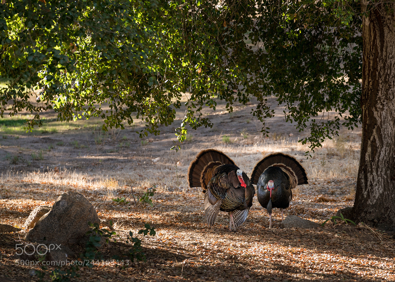 Sony a7R II sample photo. Wild turkeys strutting in photography