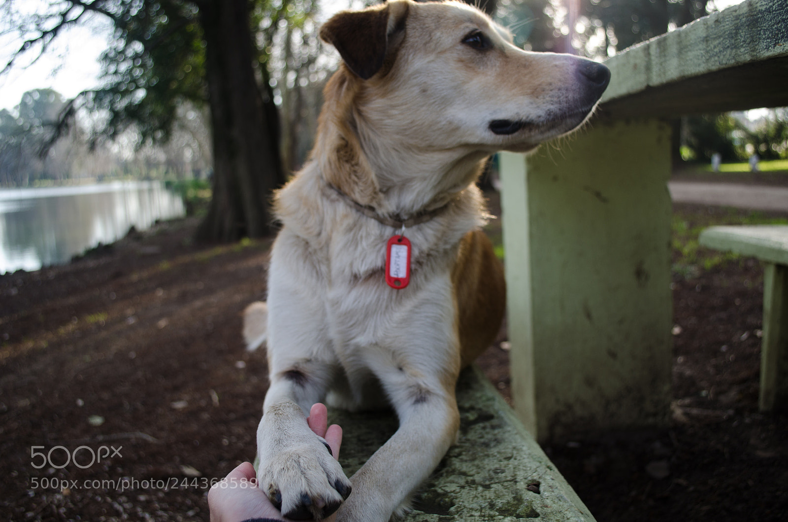 Nikon D5100 sample photo. Paw photography