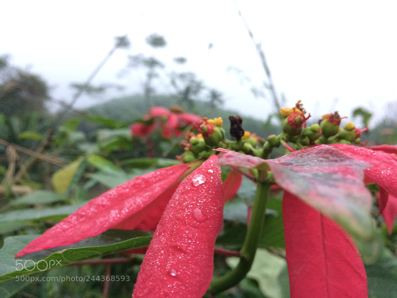 Apple iPhone 5s sample photo. Untitled photography