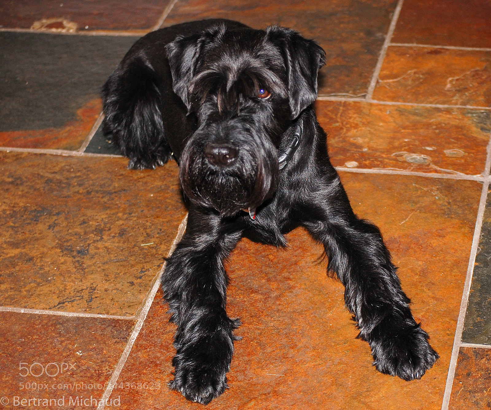 Nikon D40 sample photo. Shiny black schnauzer photography