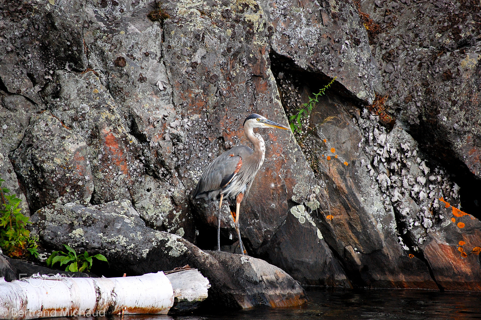 Nikon D40 sample photo. Blue heron hiding in photography