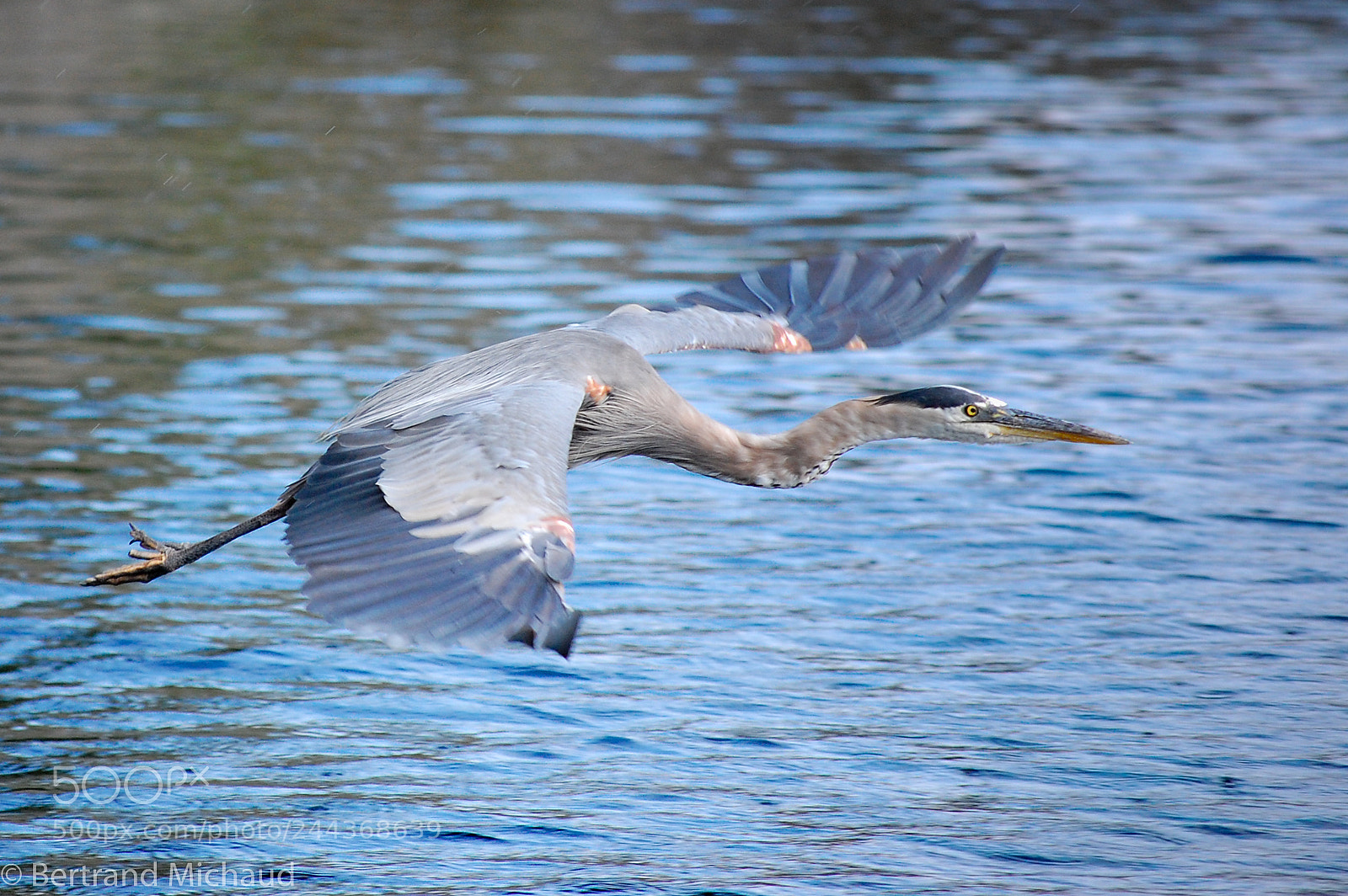 Nikon D40 sample photo. Blue heron in flight photography