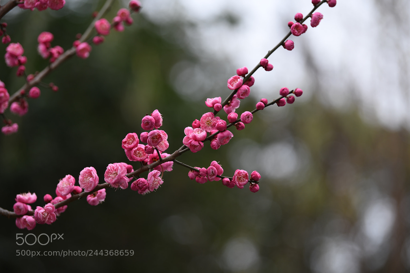 Nikon D850 sample photo. Season photography