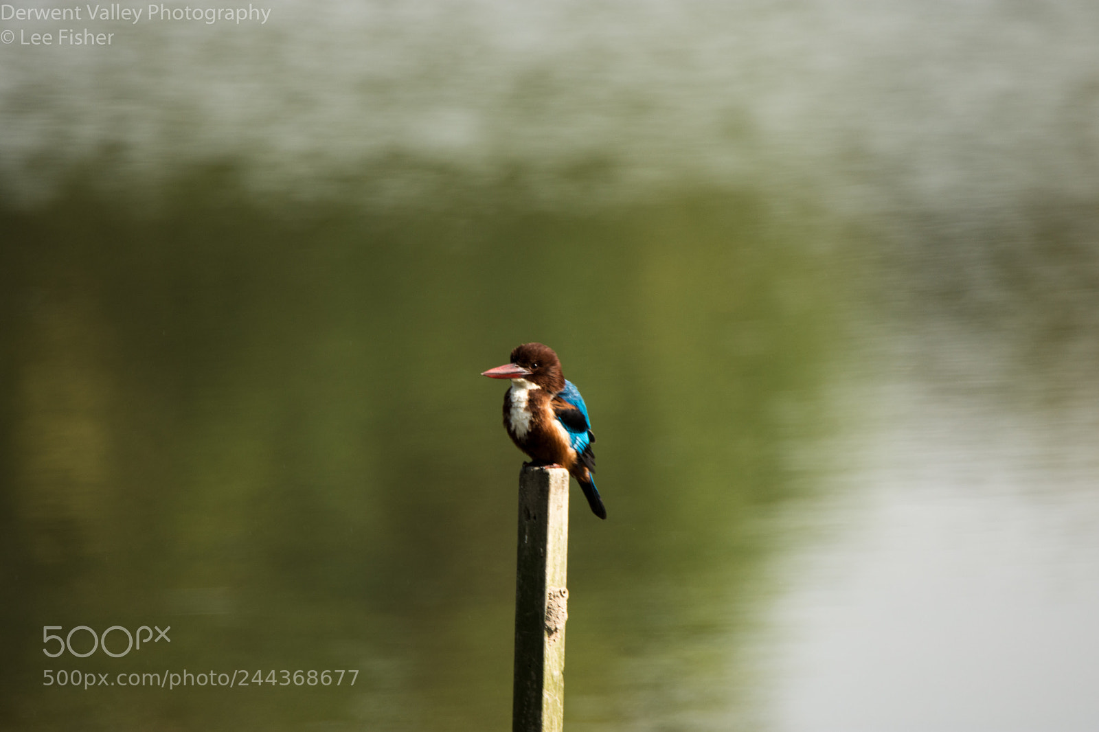 Nikon D7200 sample photo. Kingfisher photography