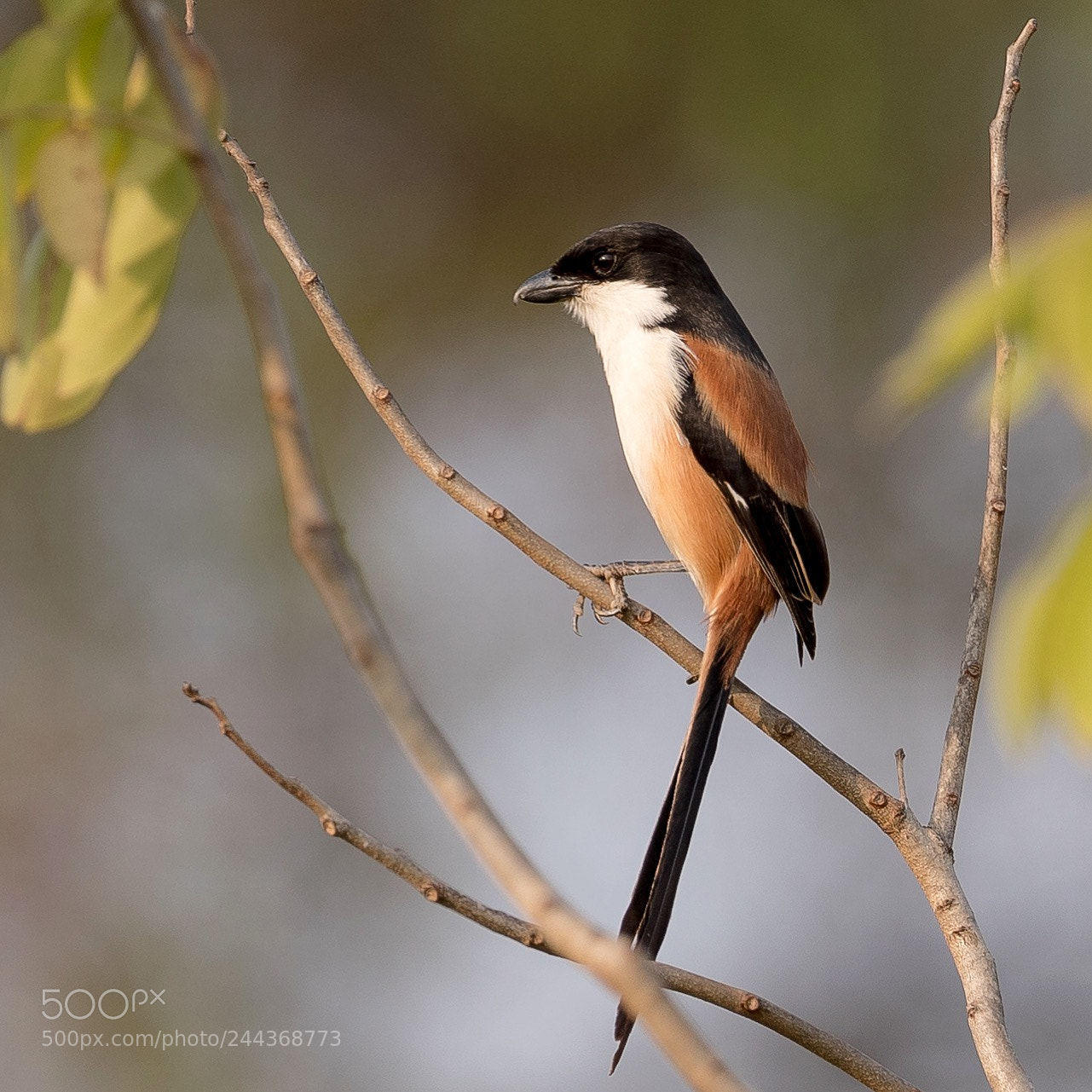 Canon EOS-1D X Mark II sample photo. Long-tailles shrike. photography