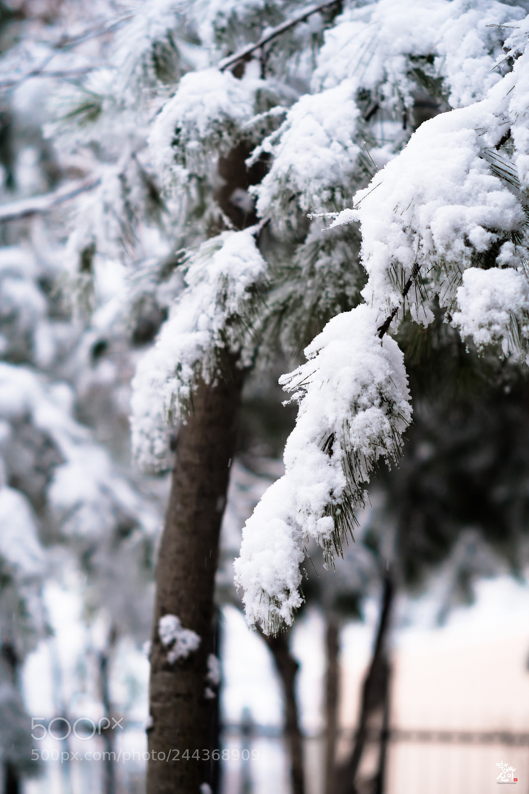 Fujifilm X-T2 sample photo. Snow & pine tree photography