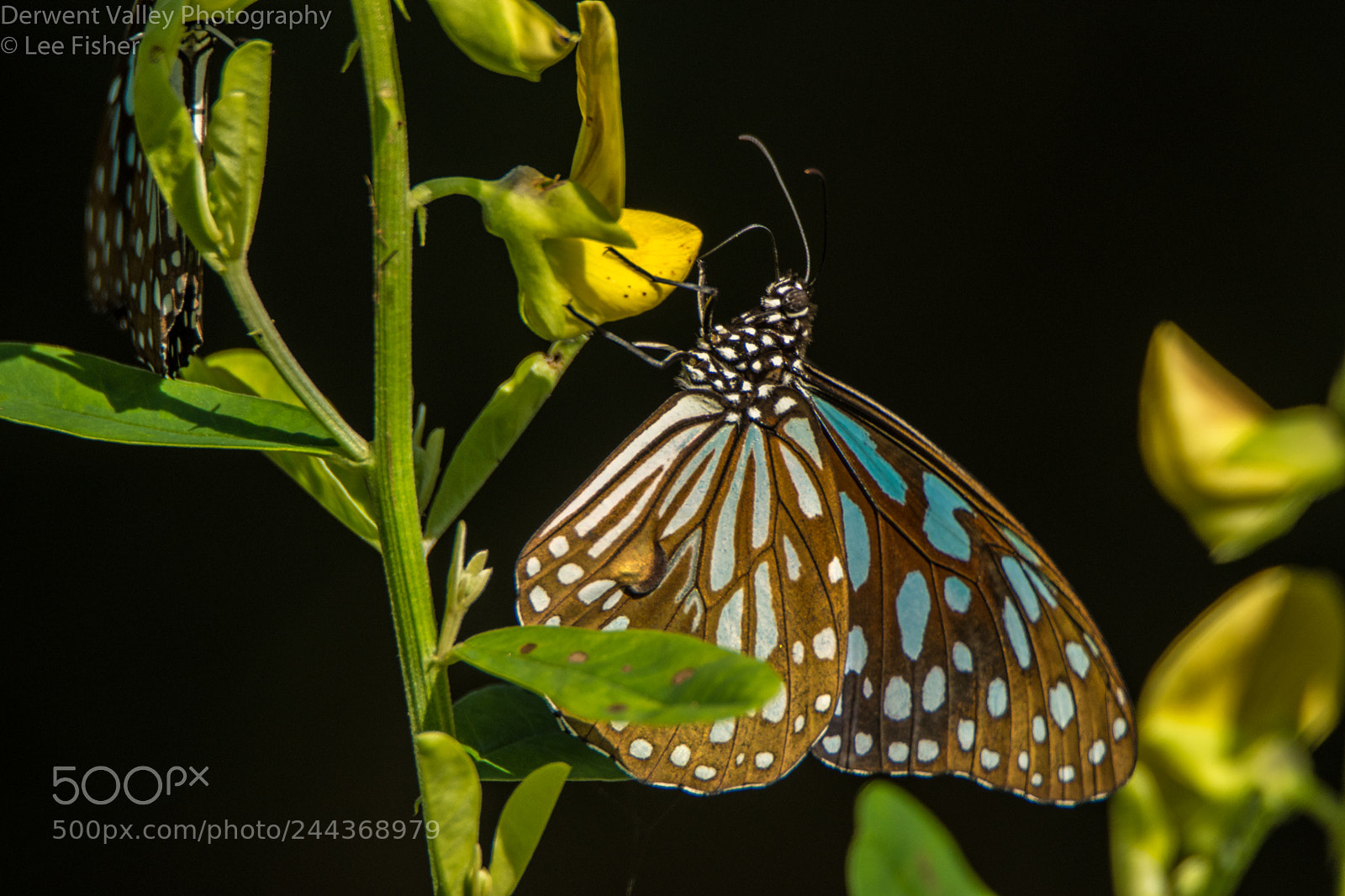 Nikon D7200 sample photo. Pretty butterfly photography