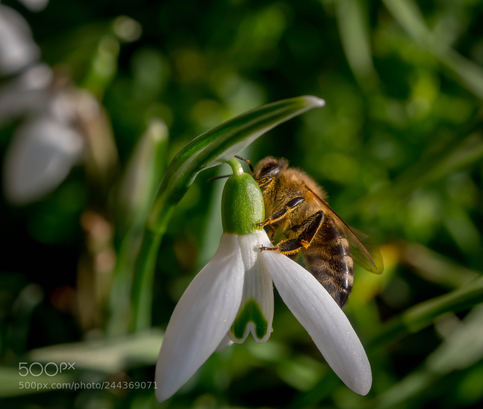 Olympus OM-D E-M5 sample photo. Snowdrop with bee. photography