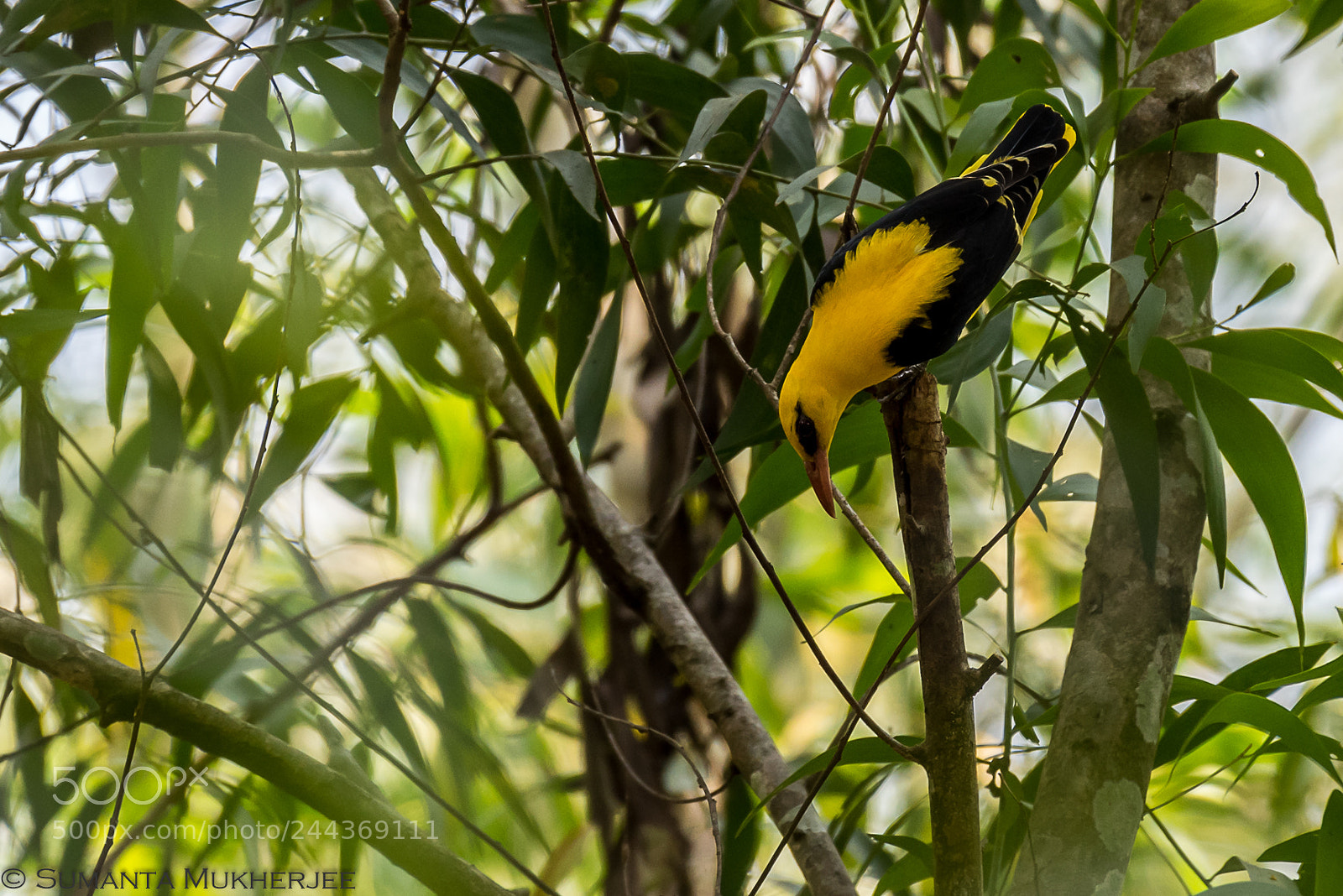 Nikon D810 sample photo. Eurasian golden oriole photography