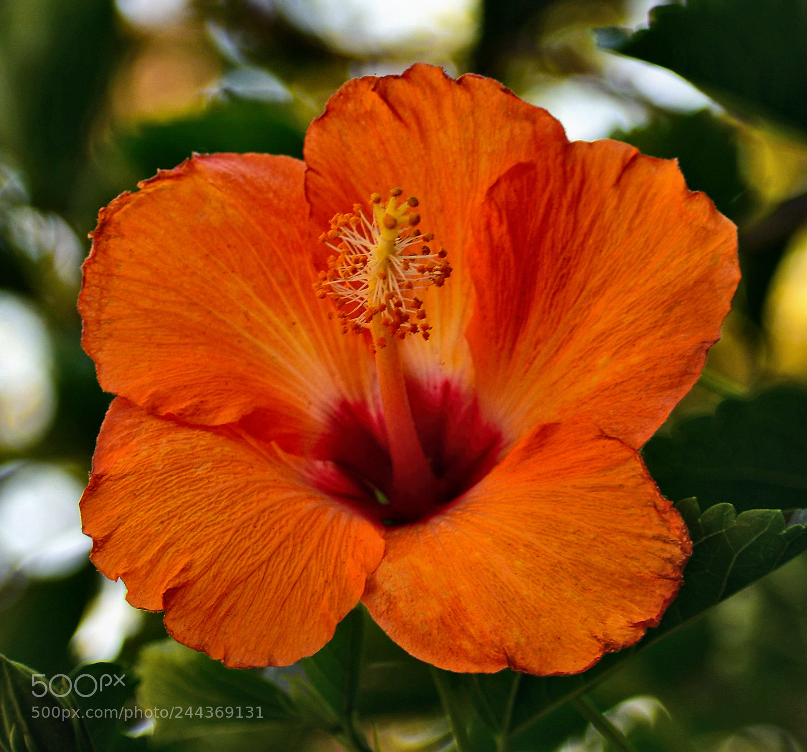 Nikon D7200 sample photo. Gold hibiscus flower photography