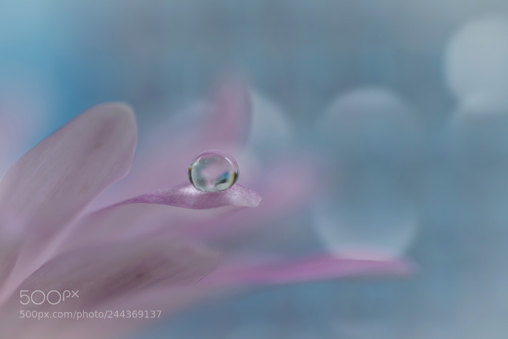 Canon EOS 7D Mark II sample photo. A drop photography