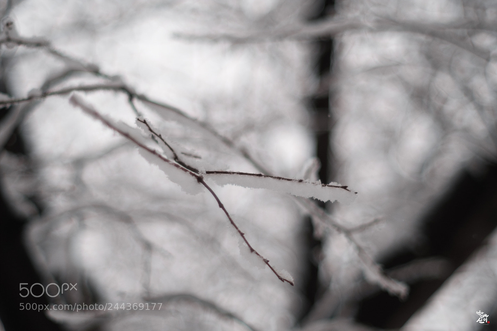 Fujifilm X-T2 sample photo. Snow on branches photography