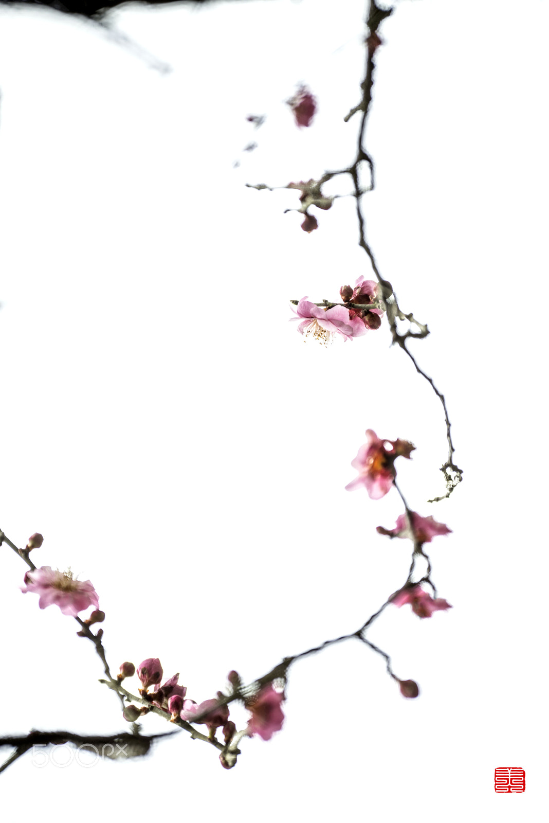 Nikon D800E sample photo. Plum blossom photography