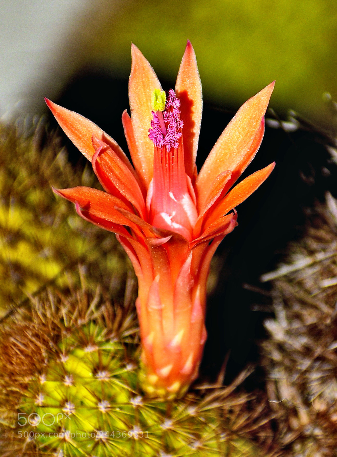 Nikon D7200 sample photo. Orange cacuts flower photography