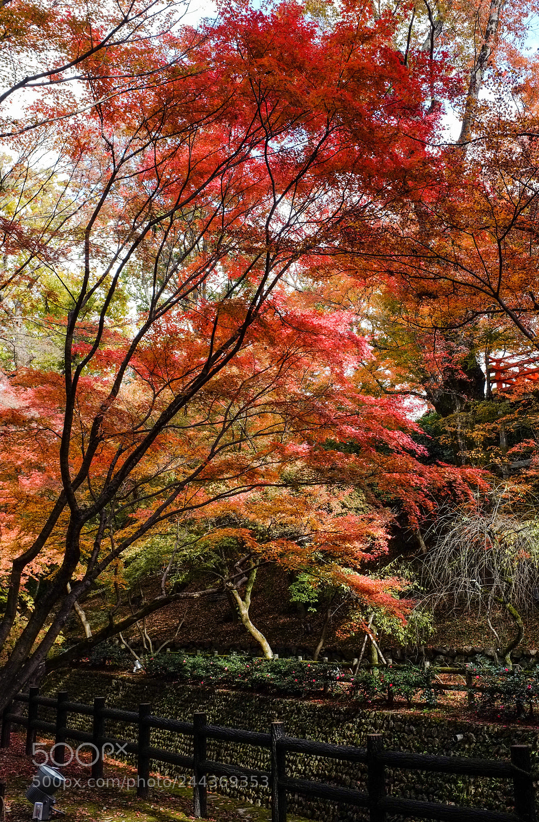 Fujifilm FinePix X100 sample photo. When the sunshine comes photography