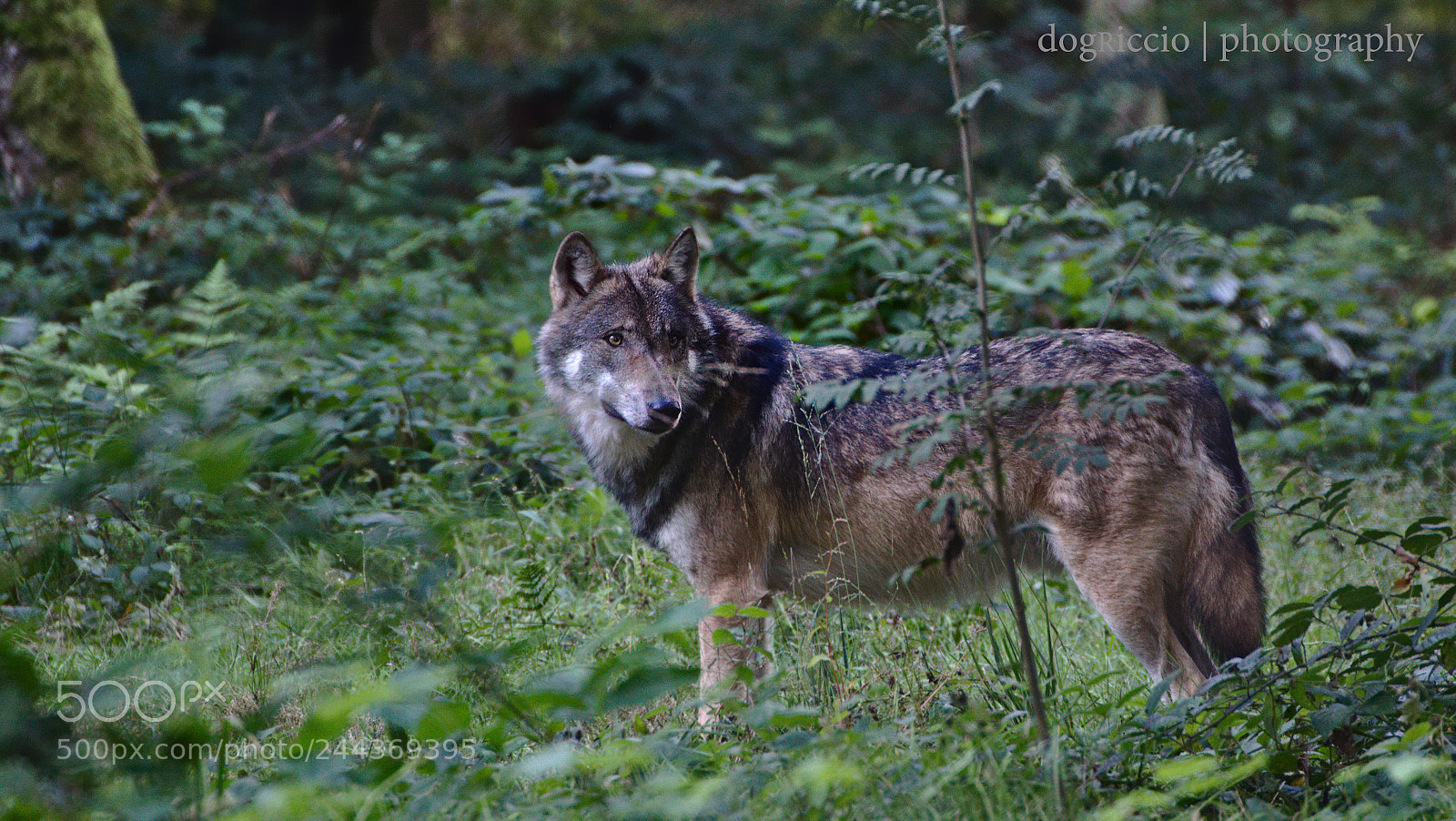 Canon EOS 1300D (EOS Rebel T6 / EOS Kiss X80) sample photo. European wolf photography