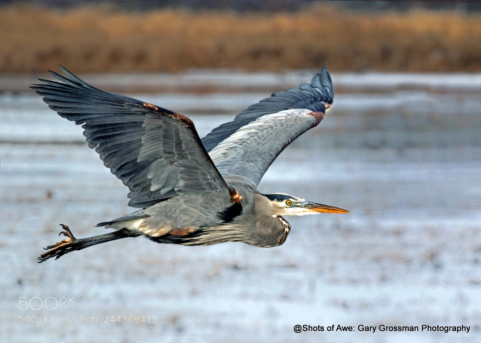 Canon EOS 7D Mark II sample photo. Cruising the lake photography
