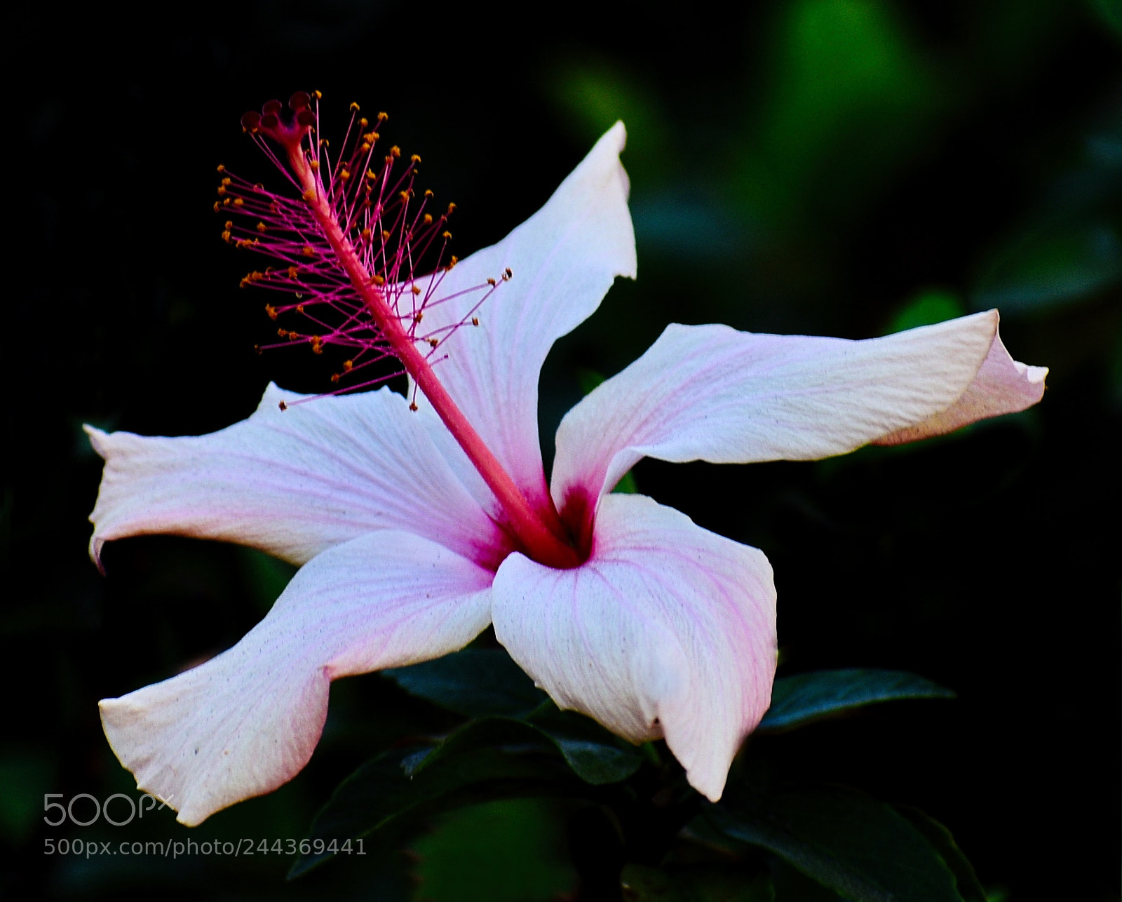 Nikon D7200 sample photo. White hibiscus flower photography