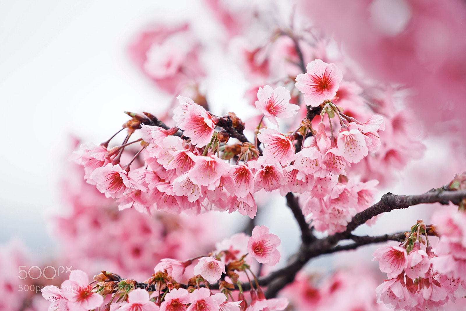 Sony a7R II sample photo. Cherry blossom photography