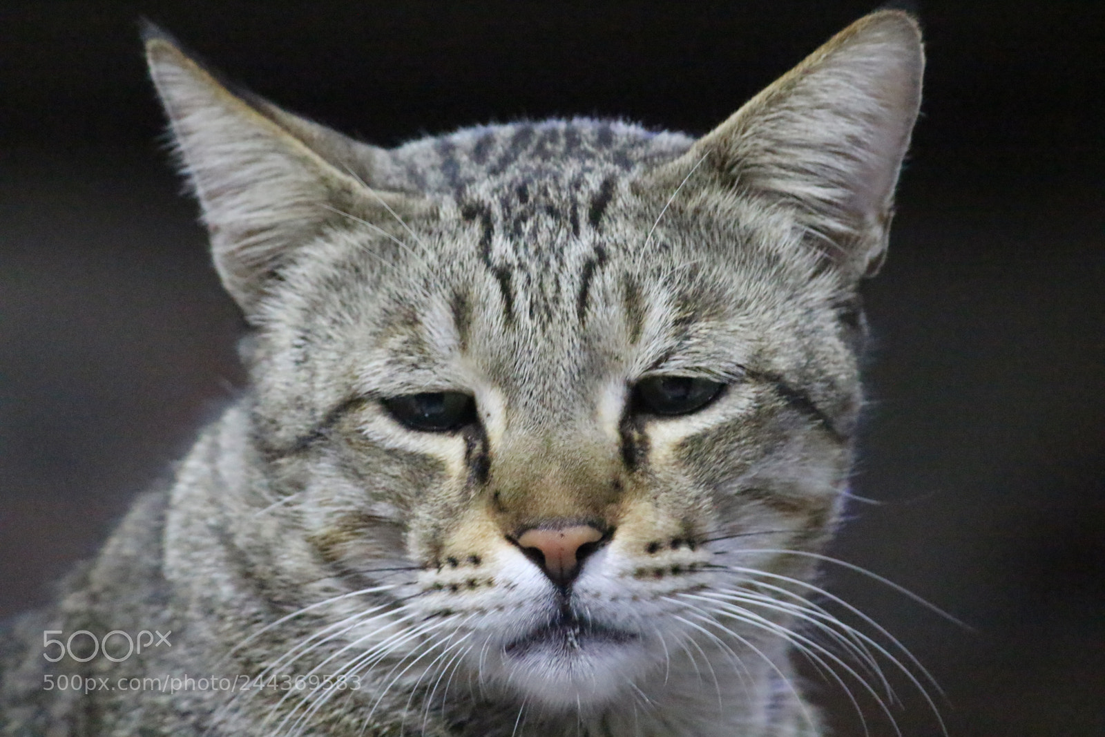 Canon EF-S 55-250mm F4-5.6 IS II sample photo. Meow photography