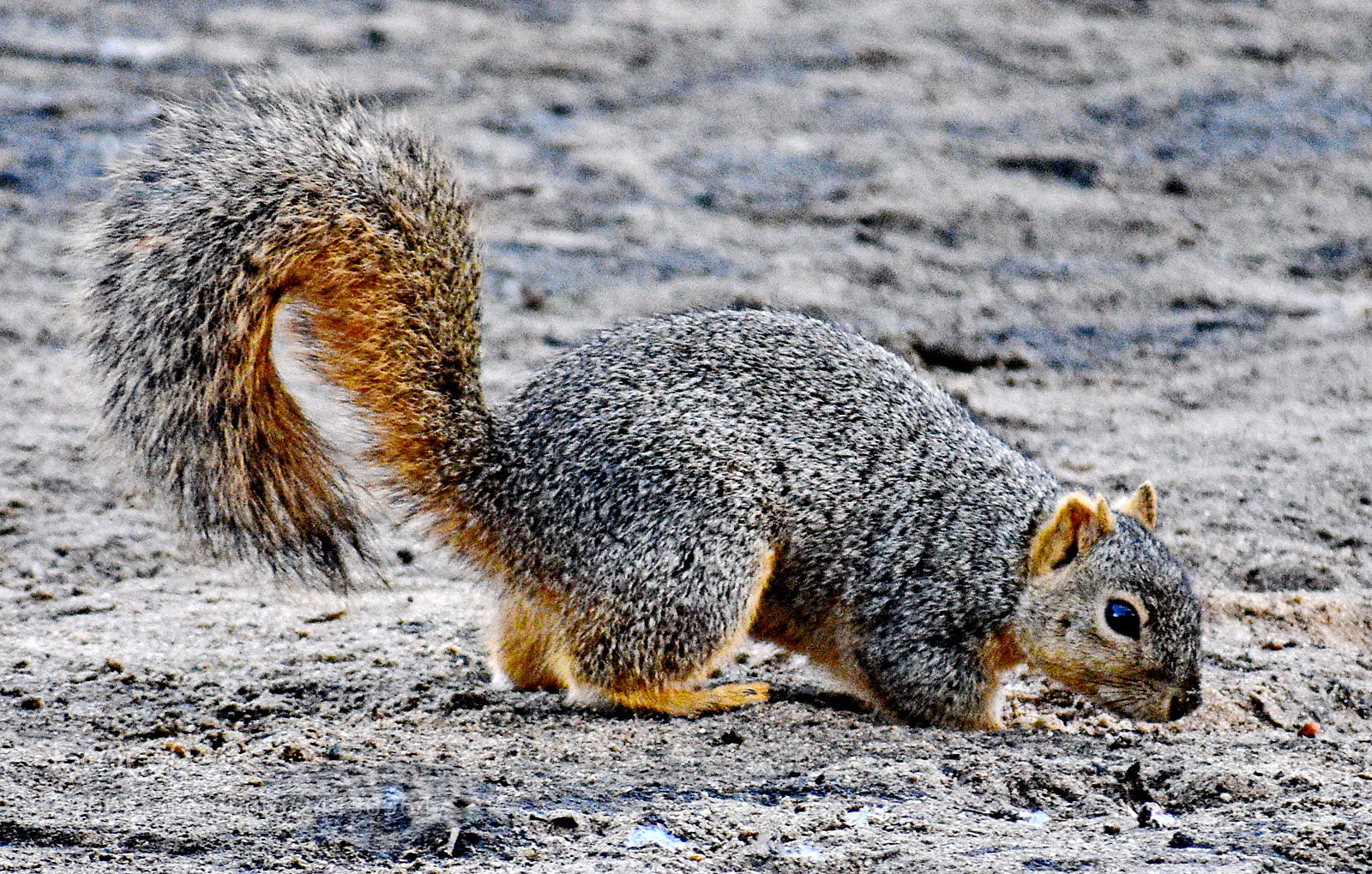 Nikon D7200 sample photo. Squirrel walking on the photography
