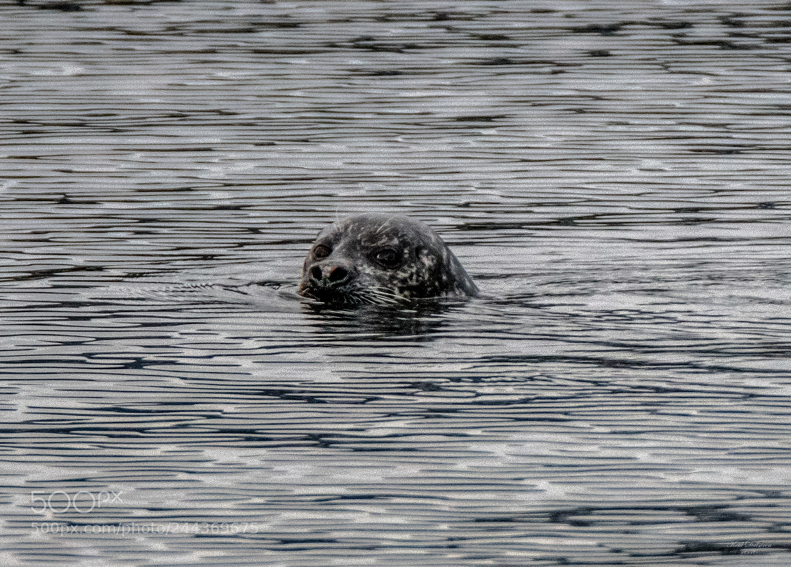 Nikon D500 sample photo. Harbor seals photography