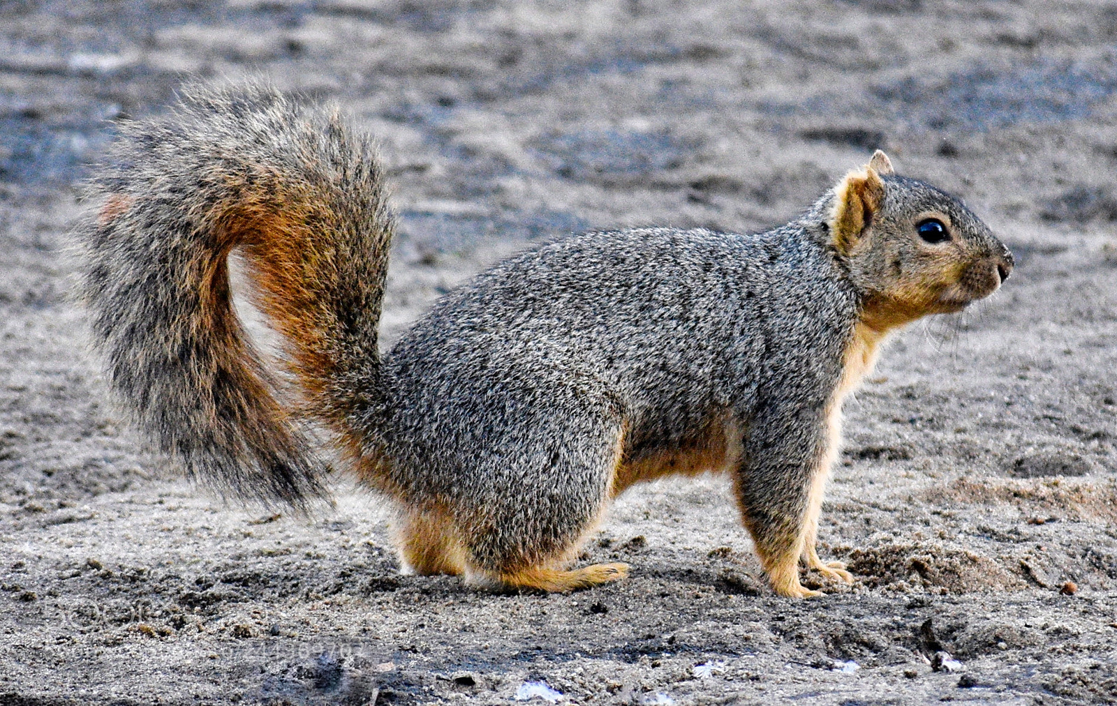 Nikon D7200 sample photo. Squirrel walking on the photography