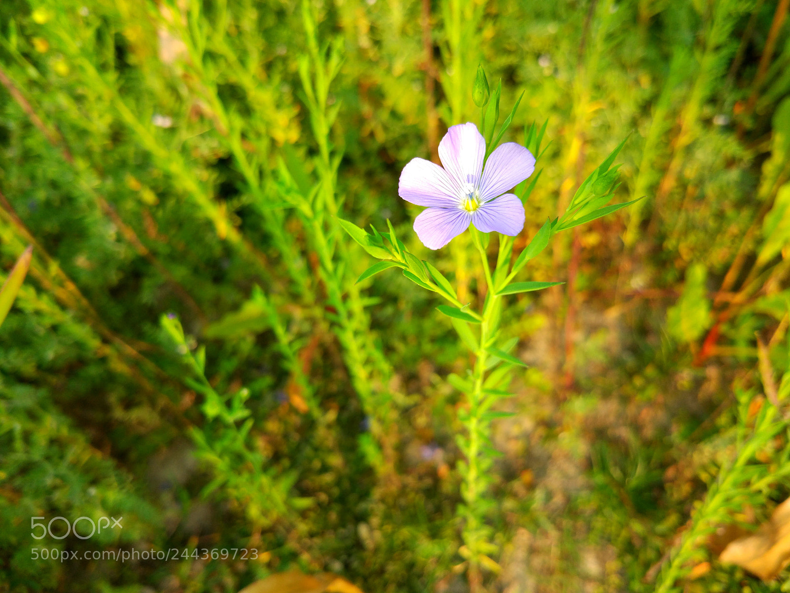 Xiaomi MI 5 sample photo. Untitled photography