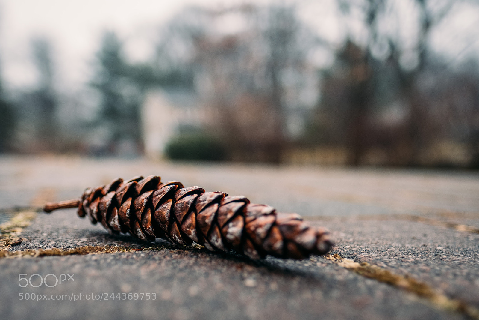 Fujifilm X-Pro2 sample photo. Fallen pinecone photography