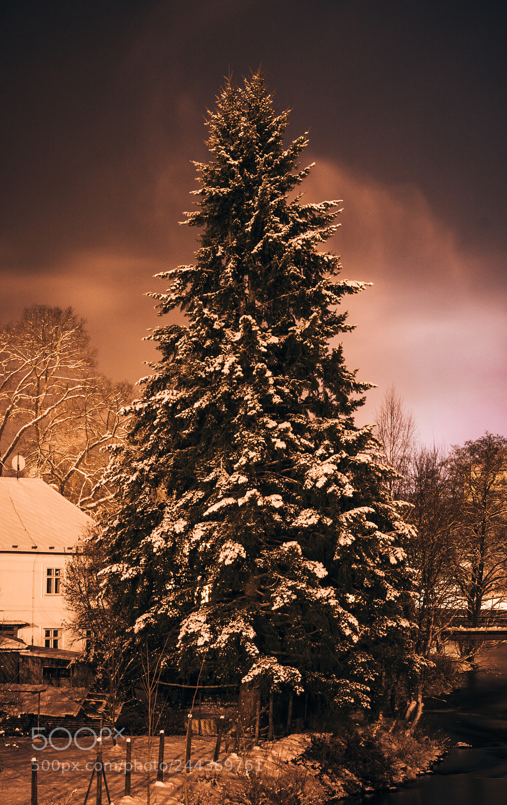 Nikon D7100 sample photo. This tree has been photography