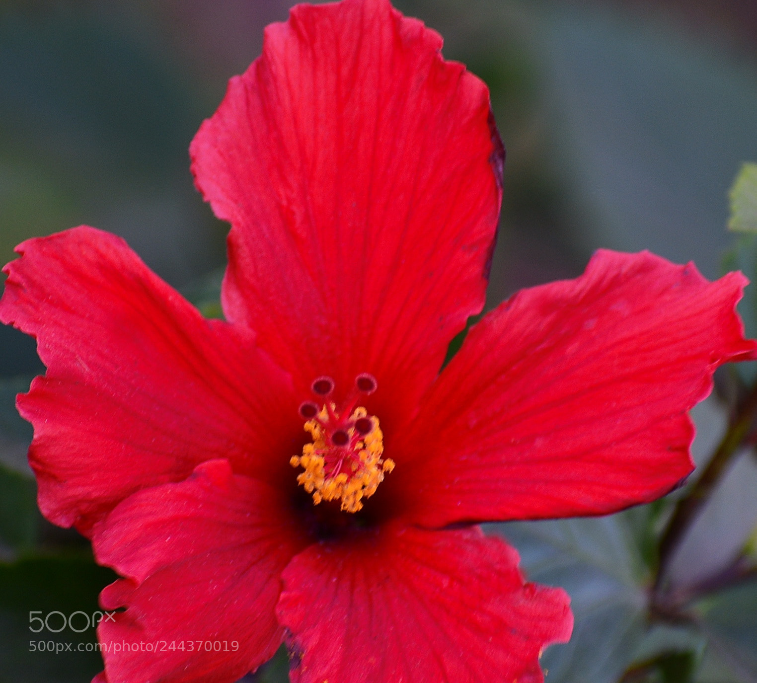 Nikon D7200 sample photo. A red hibiscus photography