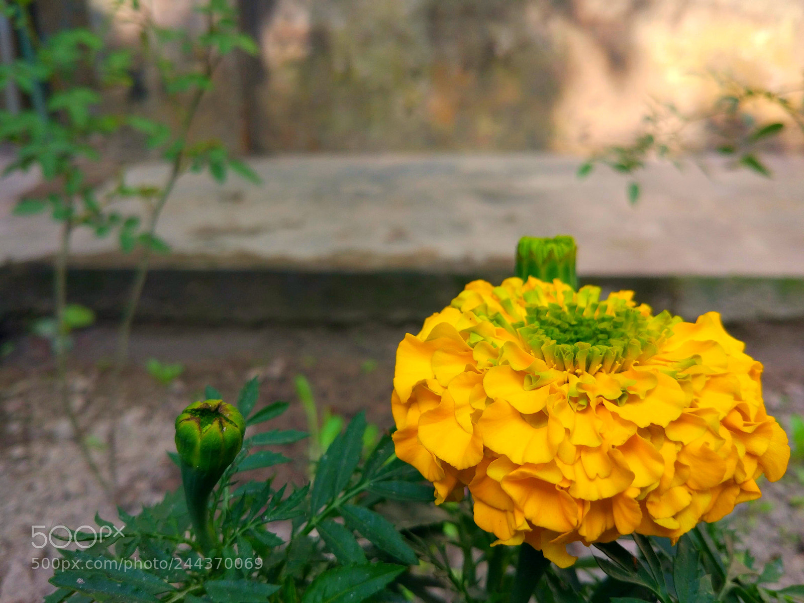 Xiaomi MI 5 sample photo. Untitled photography