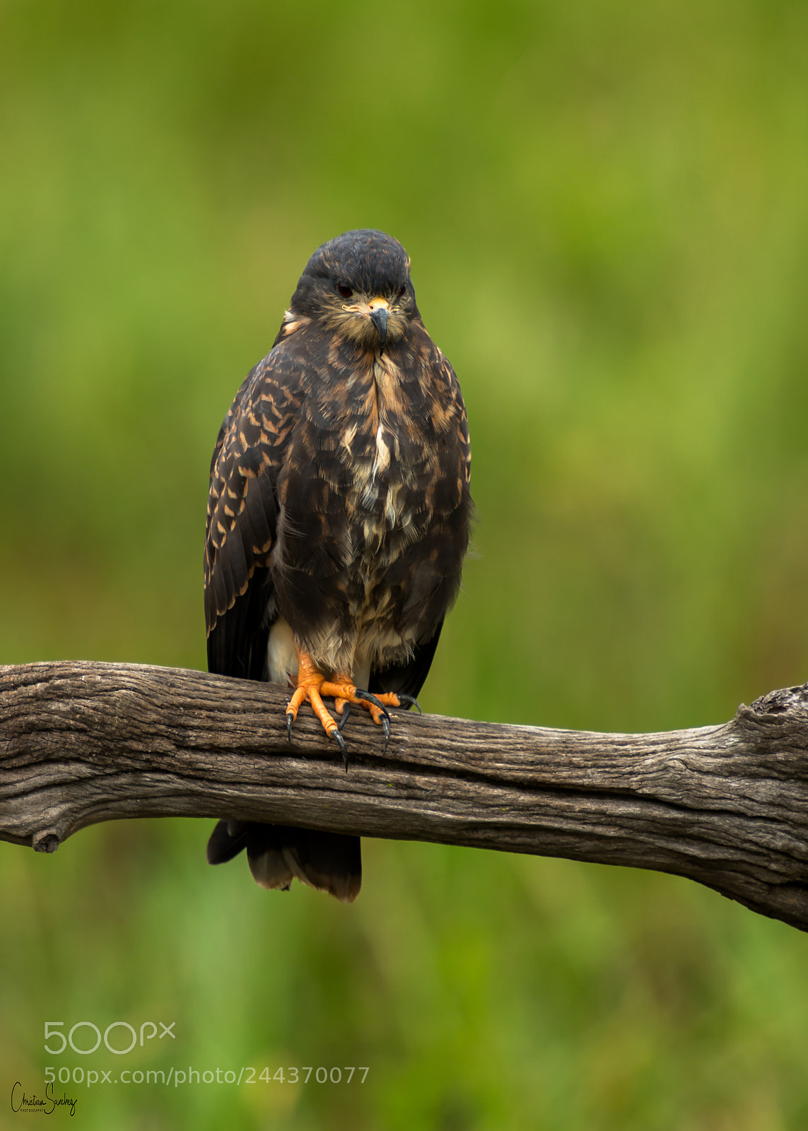 Nikon D4 sample photo. Snail kite photography