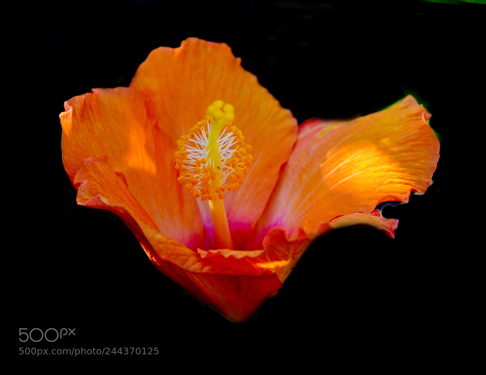 Nikon D7200 sample photo. Blossoming gold hibiscus flower photography