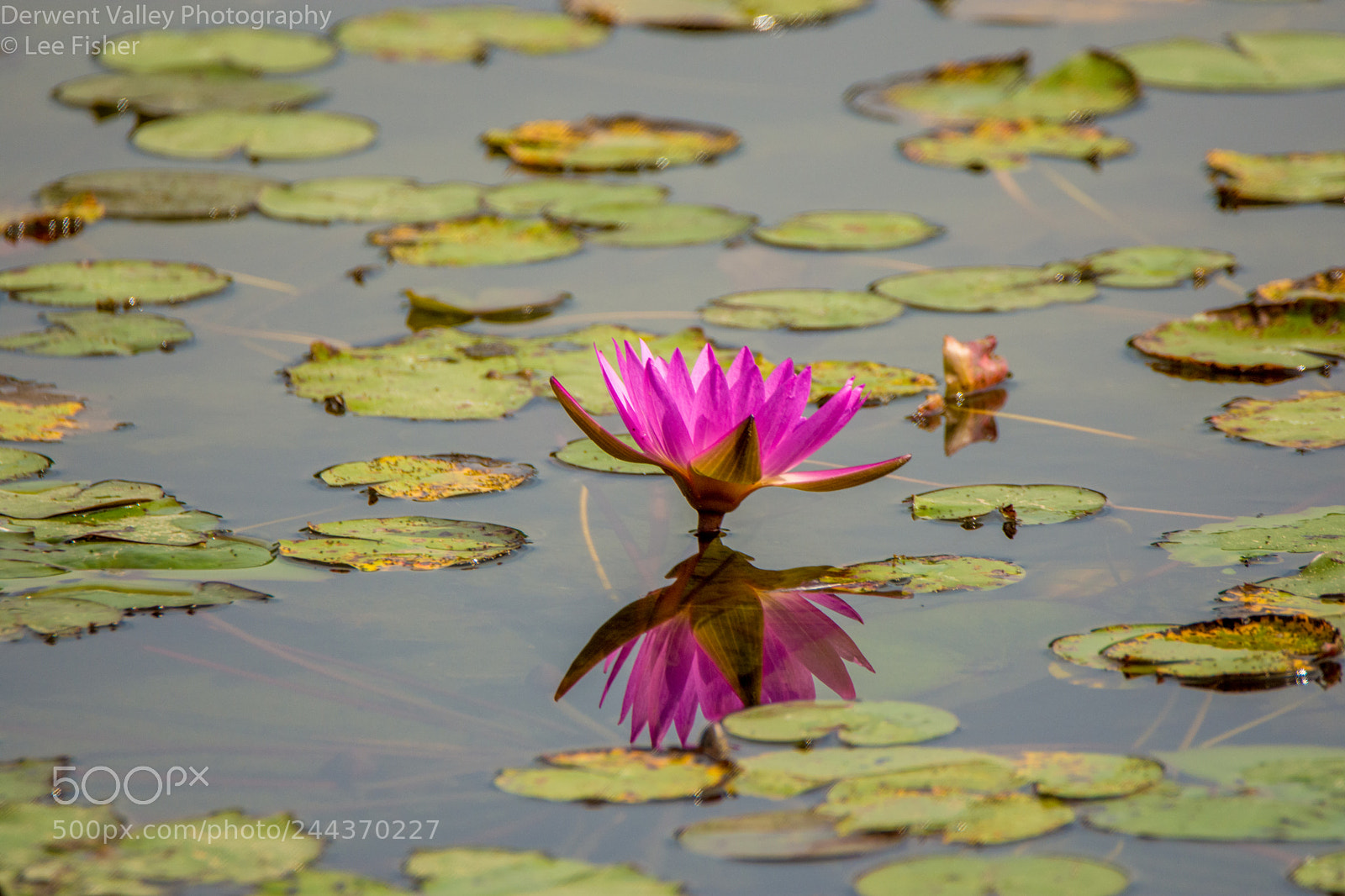 Nikon D7200 sample photo. Double trouble photography