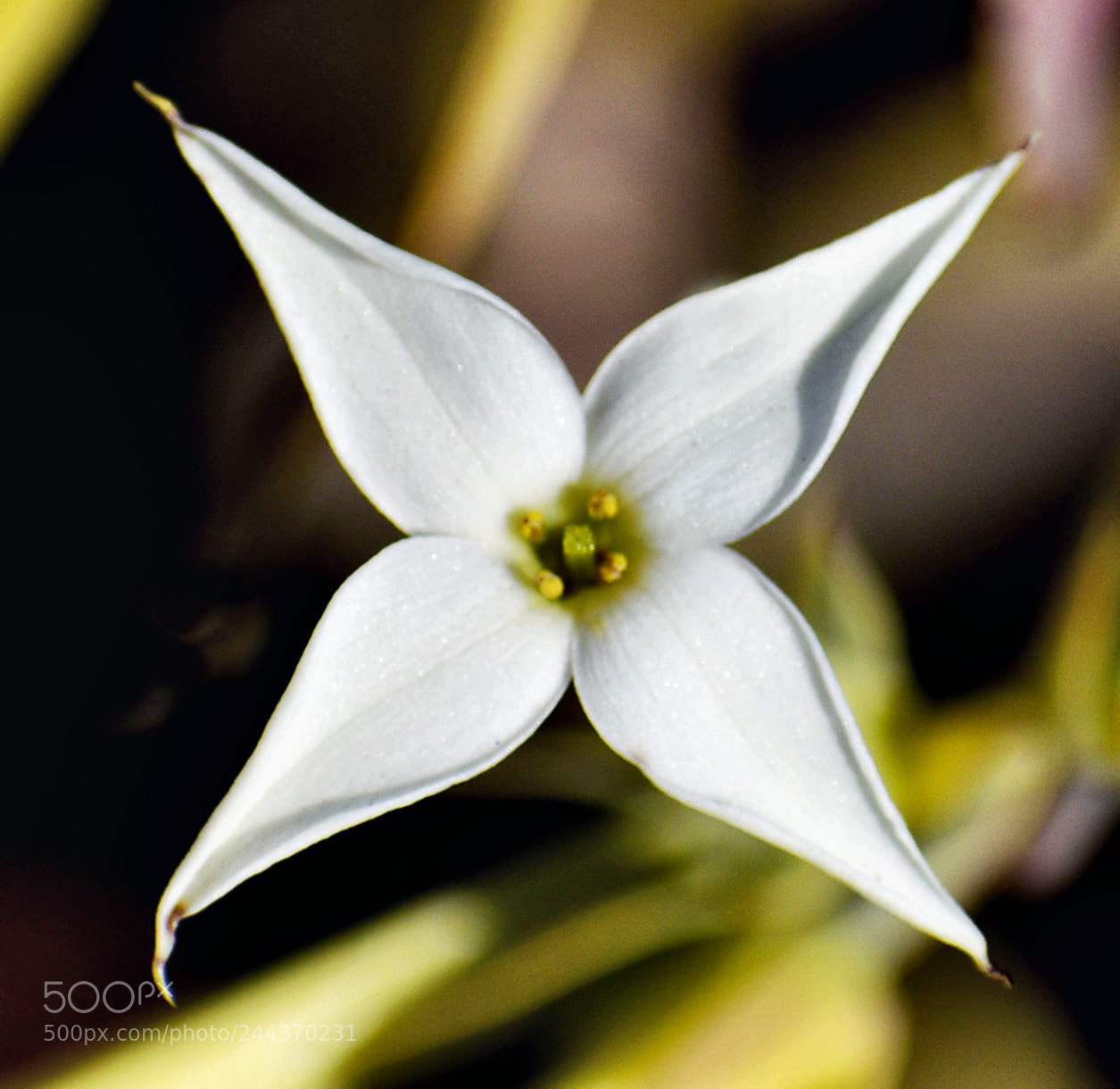 Nikon D7200 sample photo. White star flower photography